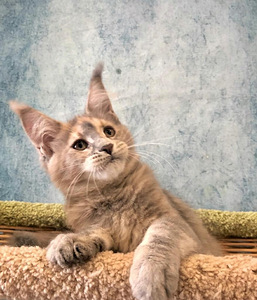 Ilus emane maine coon kiisupoeg (2 foto / 6)