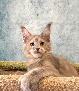 Ilus emane maine coon kiisupoeg (3 foto / 6)
