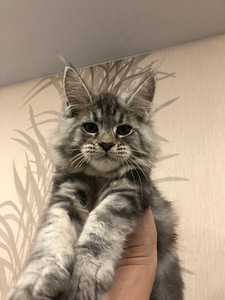 Maine coon (5 фото из 6)