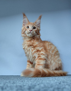 Maine coon poiss (2 foto / 3)