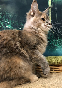 Maine coon (2 фото из 6)