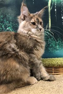 Maine coon (3 фото из 6)