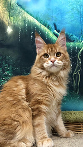 Котенок мейн-кун (4 фото из 6)