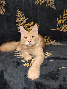 Котенок мейн-кун (2 фото из 2)