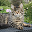 Котенок мейн-кун из питомника (фото #1)
