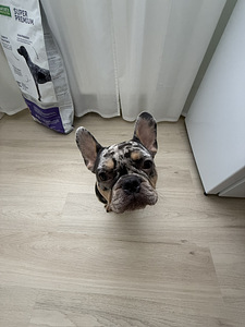 Prantsuse buldog blue merle otsib pruuti paarituseks (4 foto / 10)
