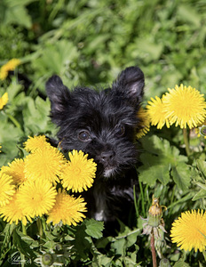 Yorkshire terrier (4 foto / 10)
