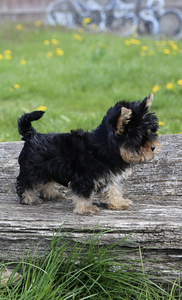 Yorkshire terrier (8 foto / 10)