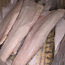 Замороженное Филе судака (С чудского Озера ) без льда (фото #3)