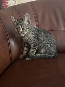 Котенок (2 фото из 7)