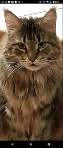 Kassipojad maine coon (8 foto / 9)