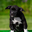 Amerikos Stafordšyro terjero šuniukai (nuotrauka #3)