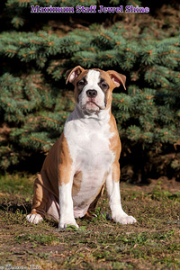 Amerikāņu stafordšīras terjers, amstaff, kucēni (3 foto no 3)