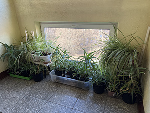 Rahapuu, Aaloe, Kuldne vunts (1 foto / 1)