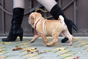 Skaista shar pei meitene (2 foto no 3)