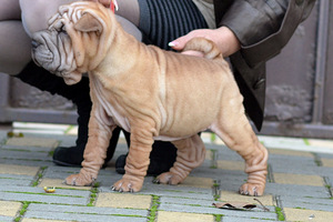 Skaista shar pei meitene (3 foto no 3)