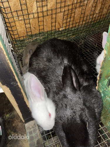 Кролики (фото #6)