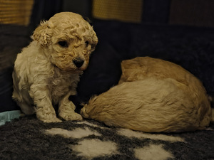 Kääpiövillakoira (2 valokuva sivusta 3)