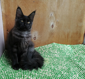 Котёнок мейн-кун окрас чёрный