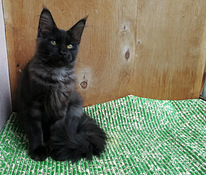 Котёнок мейн-кун окрас чёрный