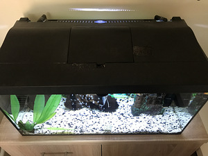 Akvaarium 60L + täis varustus (9 foto / 10)