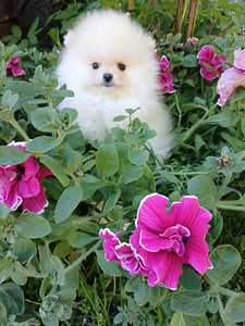 Pomeranian poisskutsikad (6 foto / 10)