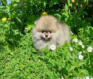 Pomeranian kutsikad (4 foto / 10)