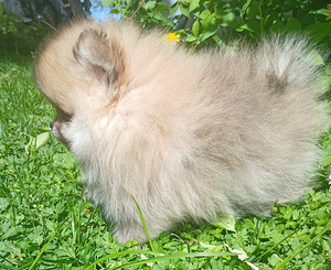 Pomeranian kutsikad (8 foto / 10)