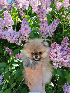 Pomeranian kutsikad (9 foto / 10)