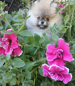 Pomeranian kutsikad (10 foto / 10)