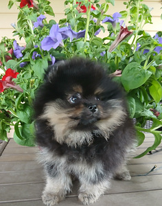 Pomeranian (6 foto / 7)