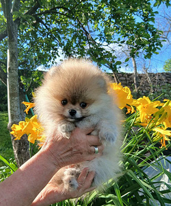 Pomeraniani kutsikas (1 foto / 8)
