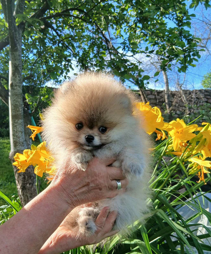 Pomeraniani kutsikas