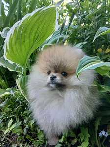 Pomeraniani kutsikas (2 foto / 8)