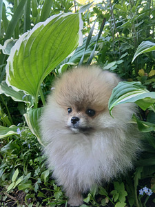 Pomeraniani kutsikas (4 foto / 8)