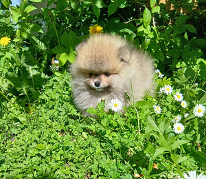 Pomeraniani kutsikas (5 foto / 8)