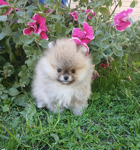 Pomeraniani kutsikas (6 foto / 8)