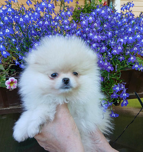 Pomeranian kutsikas (5 foto / 8)