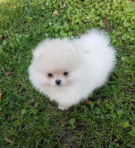 Pomeranian kutsikas (8 foto / 8)
