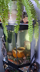 Akvaarium (1 foto / 4)