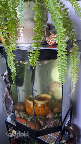 Akvaarium