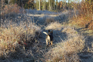 Kirdekaare tn, Elva, Elva vald, Tartumaa (1 foto / 12)