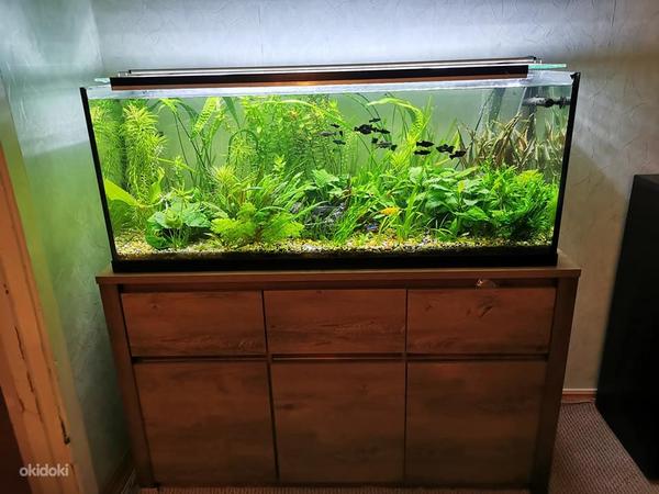 Комплектный аквариум juwel на 240 л (фото #1)