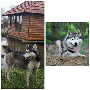 Хаскi (2 фото з 3)