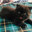 Черные pärsia-exotic котята (фото #1)