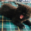 Черные pärsia-exotic котята (фото #2)