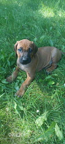 Rodēzijas ridžbeka kucēni