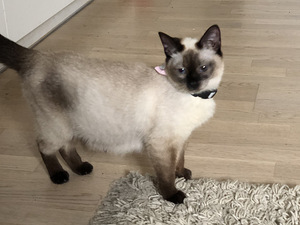 Котята/Kassipojad (4 фото из 4)
