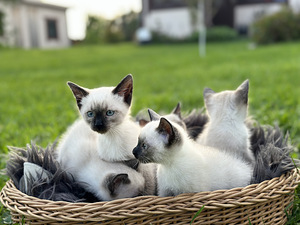 Siiami kassipojad/ Siiami kassipojad (2 foto / 2)