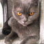 Briti lühikarvaline emane kass otsib peigmeest (foto #1)